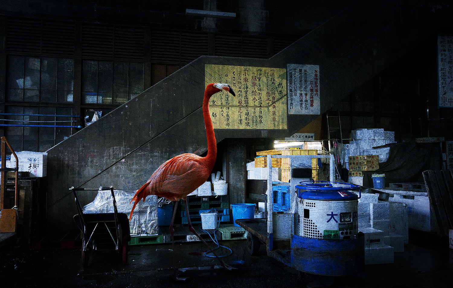 tsukiji_bird01_m